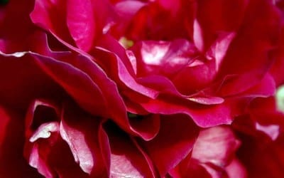 Muttertagsmenü Die Post Herrsching