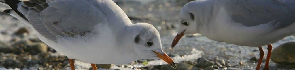 Möven im Winter am Starnberger See