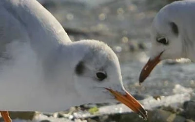Langlauf Tutzing Starnberger See