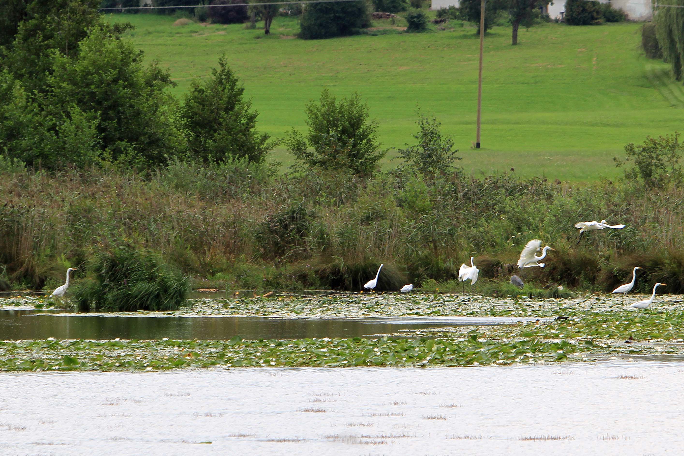 Der Egglburger See