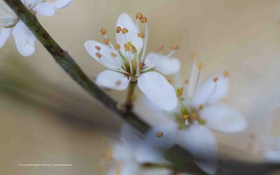 Frühling und das Lied der Liebe