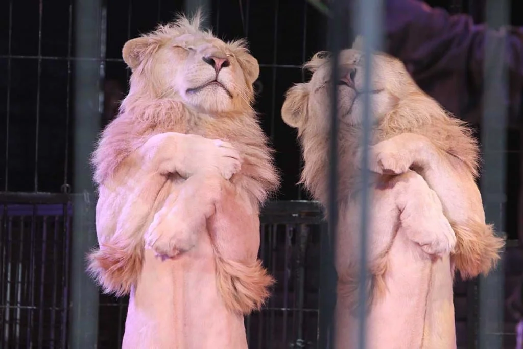 circus krone - das neue Programm für die Tournee