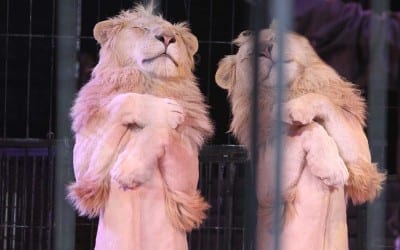 PFFFännnOmenal !! Die Premiere im Circus Krone Zelt