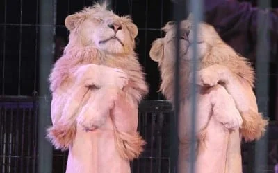 junge Chöre München mit neuer Leitung 2 PFFFännnOmenal !! Die Premiere im Circus Krone Zelt