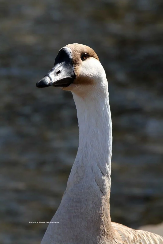 Gans am Ammersee
