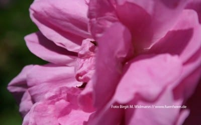 Urlaub am See in Bayern – wo die Rosen blühen