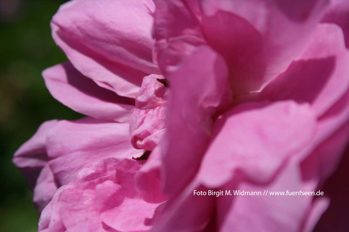 wo die Rosen blühen in Bayern