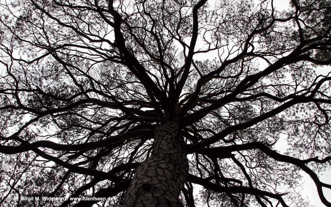 Plant for the planet Tutzing, Starnberger SEe