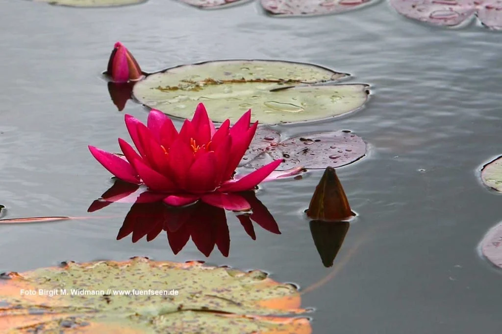 Locationscout Hochzeiten Seerose in rot auf Wasserfläche