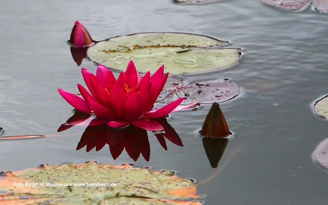 Locationscout Top Adressen Hochzeitsplanung Bayern am See