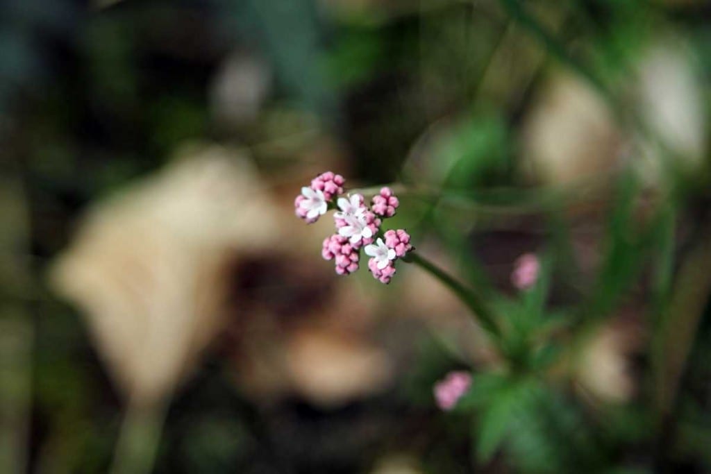 wildblumen in der pupplinger au