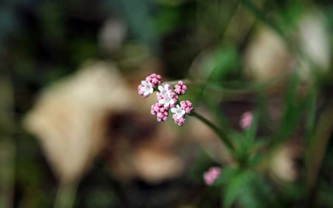 Wildblumen in der Pupplinger Au