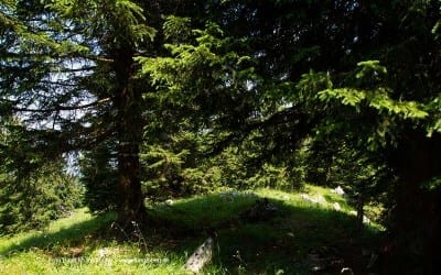 10. - 14.05.2023 großes Reitfest Erdbeerhof Glantz 38 Das Geheimnis der Bäume