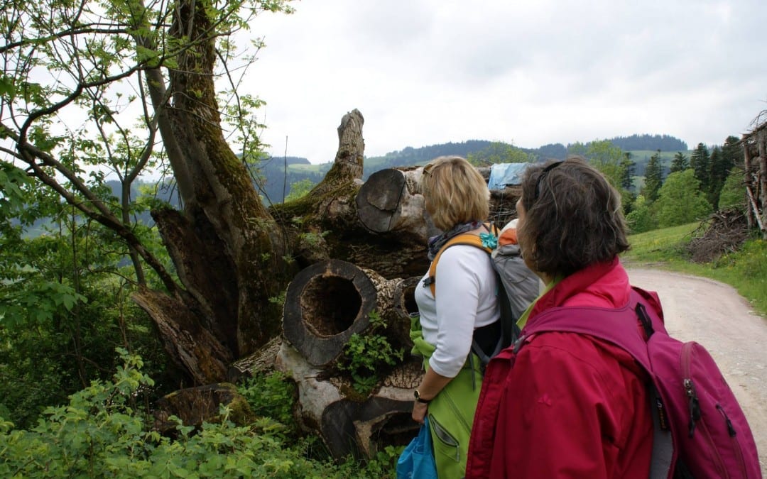 Kräuterwanderungen