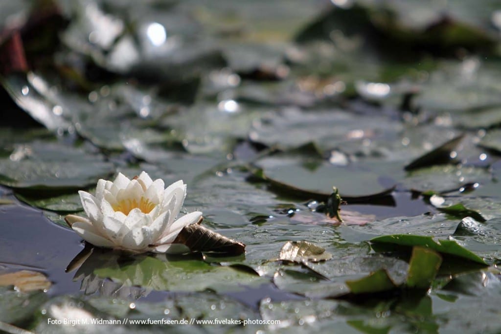 fuenfseen.de Wellnessangebote im Fünfseenland