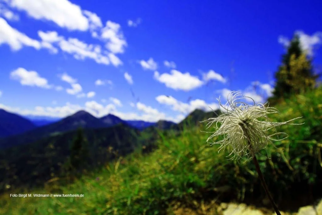 Auf der Hochplatte am Achensee