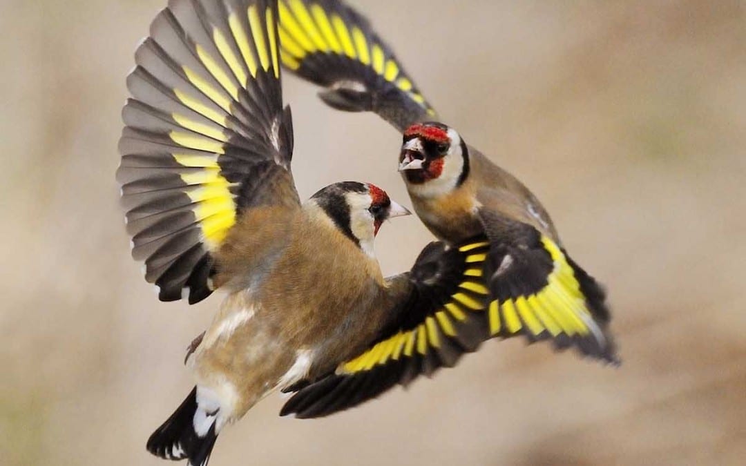 Vogel des Jahres 2016 ist der Stieglitz