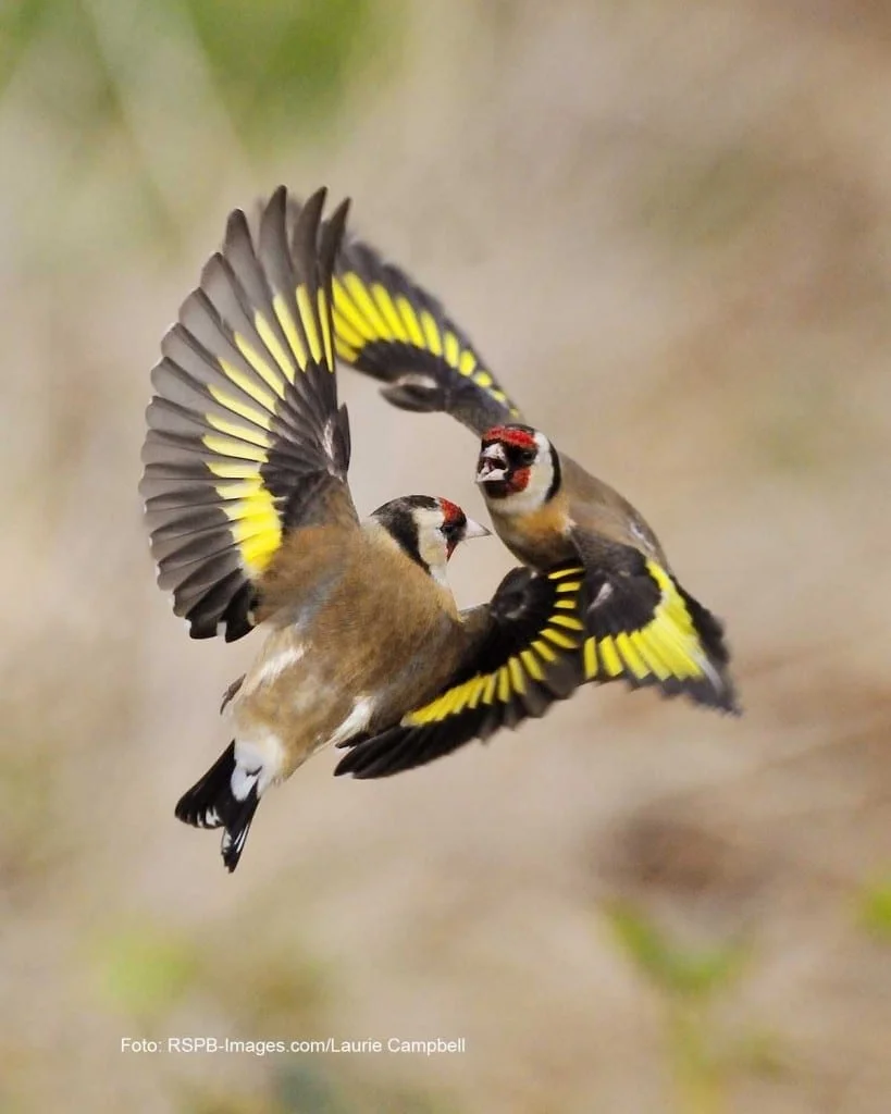 1200 rspb images.com Stieglitz Laurie Campbell