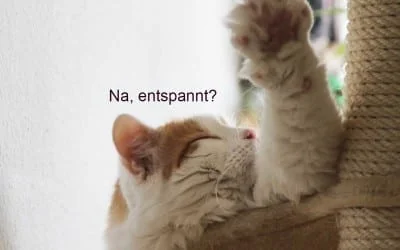 Einen guten Morgen von der Bürokatze