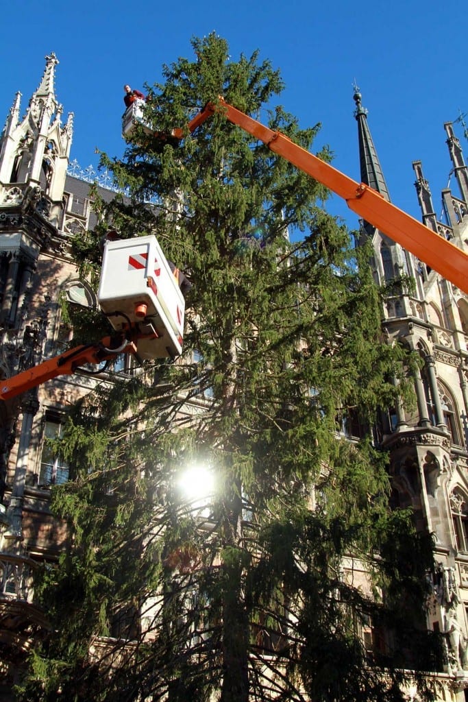 Christbaum Aufstellen auf dem Marienplatz in M ünchen