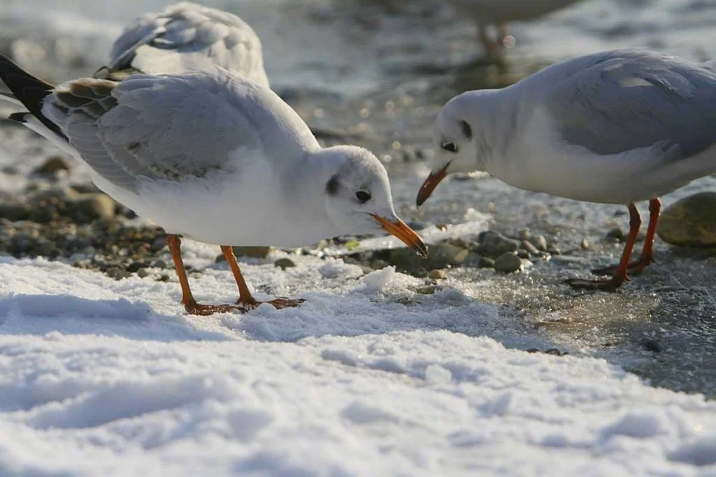 ramsar gebiete bayern