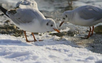 Naturschutz im Winter Ramsar Gebiete Bayerische Seen