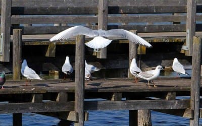 Diessen am Ammersee – die Möven