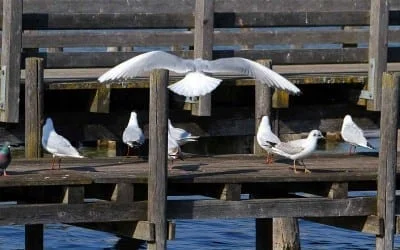 10. - 14.05.2023 großes Reitfest Erdbeerhof Glantz 38 Diessen am Ammersee – die Möven