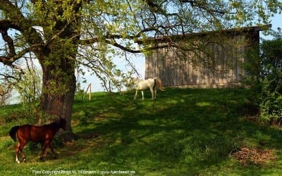 Newsletter April 2022