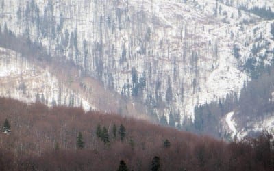 Kahlschlag der letzten Urwälder Europas