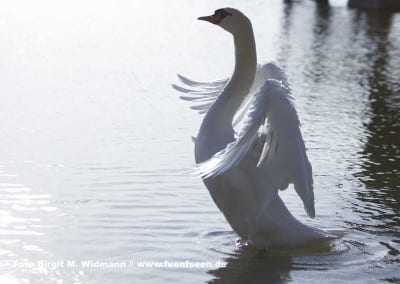 Schwan am Ammersee