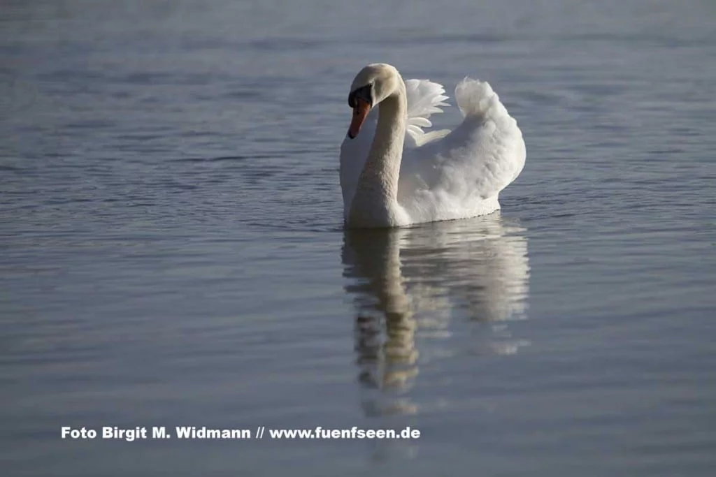 Schwäne im Frühling am Ammersee