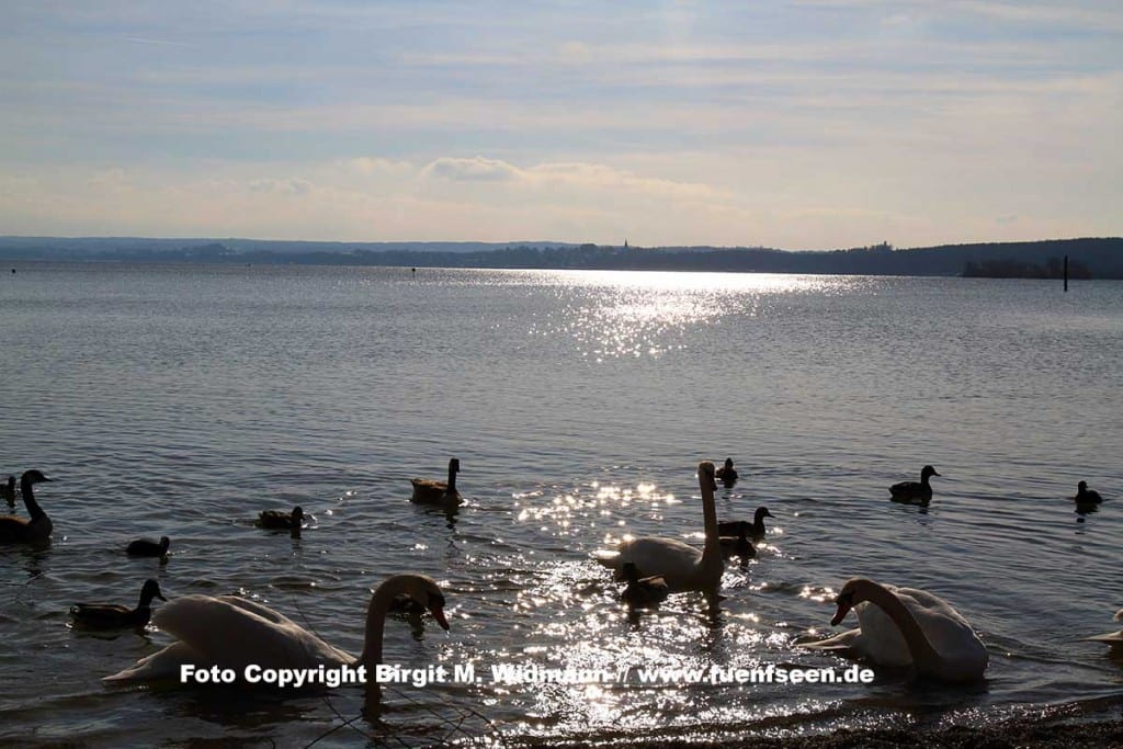 schwäne in stegen am ammersee