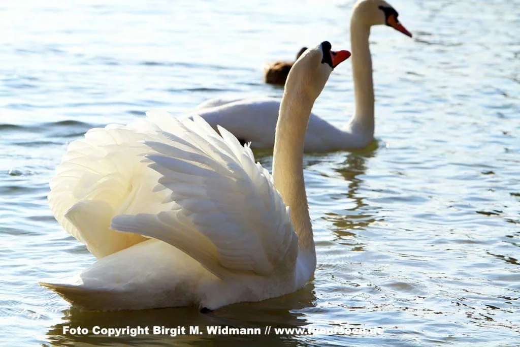 schwan im wasser am ammersee