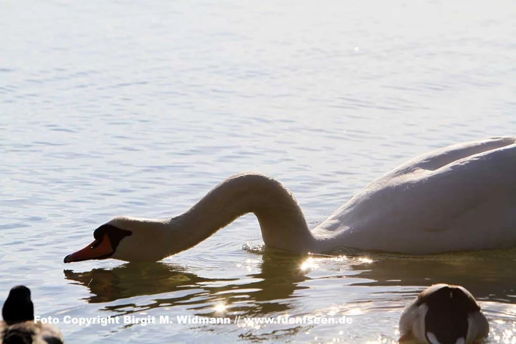 Schwan im Wasser