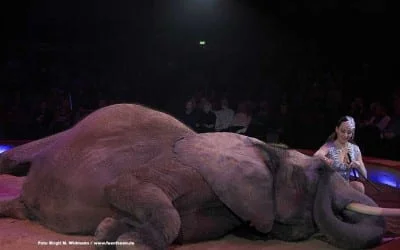 junge Chöre München mit neuer Leitung 3 Circus Krone Jana Mandana