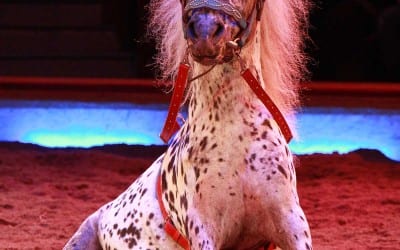 Circus Alessio