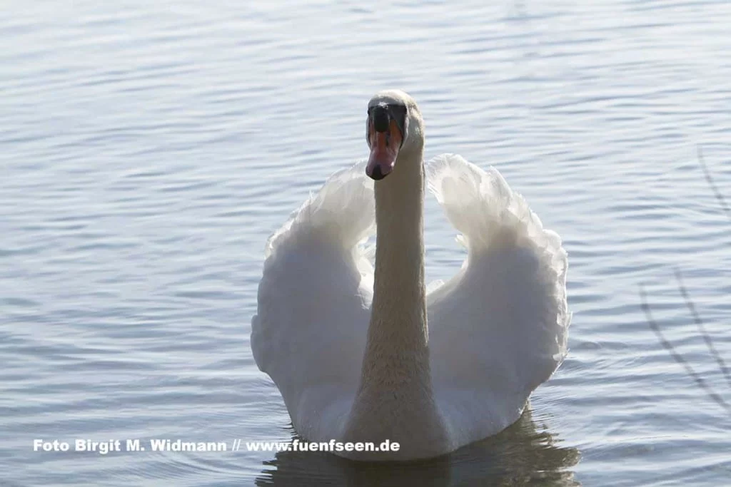 schwan ammersee