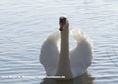 schwan ammersee