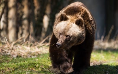 16.07.2023 Münchner Kocherlball 36 Frühlingserwachen in Hellabrunn