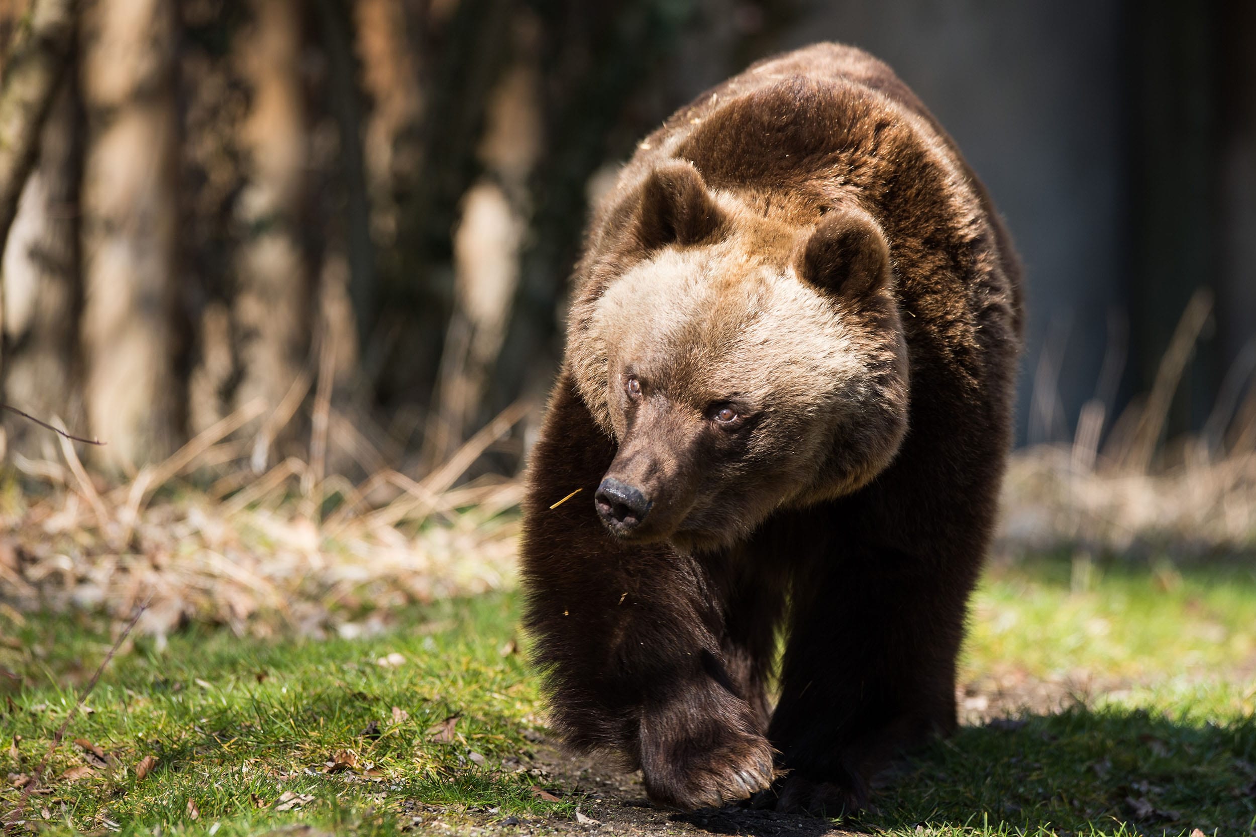 Fruehlingserwachen in Hellabrunn Tierpark Hellabrunn - Foto Sebastian Widmann