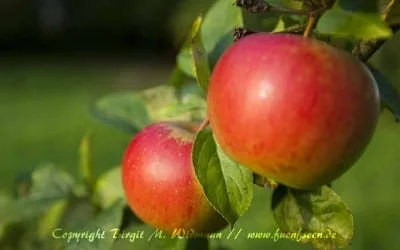 Warum Gewürze gesund machen