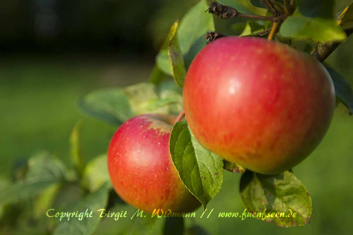 äpfel im Obstgarten