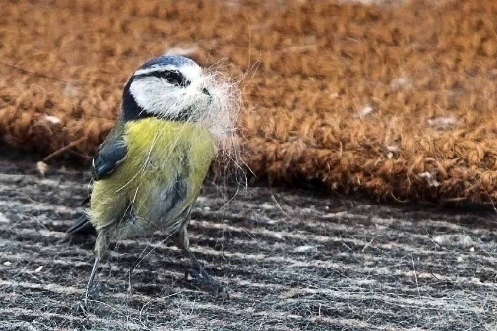 Kohlmeise beim Nestau zu Ostern