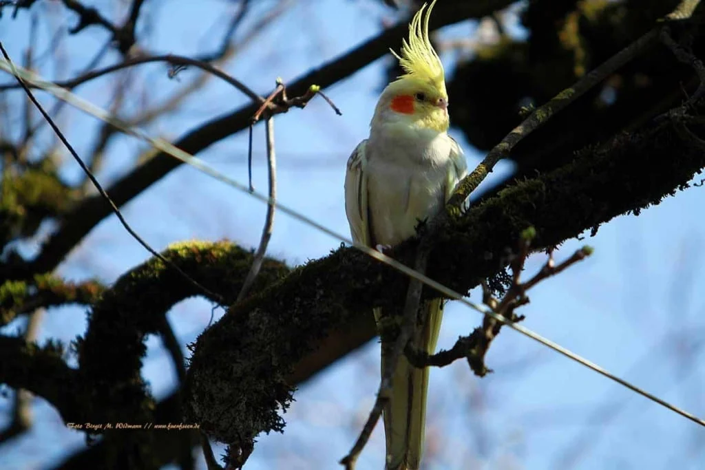 seltener Hotelgast im Golfhotel Kaiserin Elisabeth