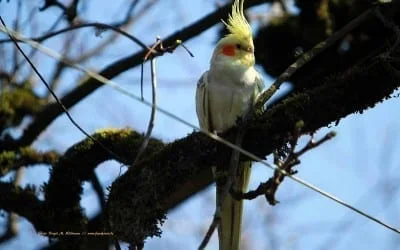 Golfhotel Kaiserin Elisabeth geht in Erneuerungspause 18 Tropischer Gast am Starnberger See