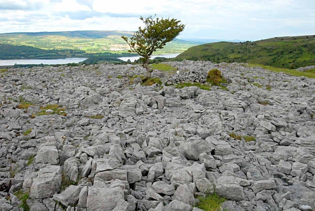 Burren Forest Blacklion