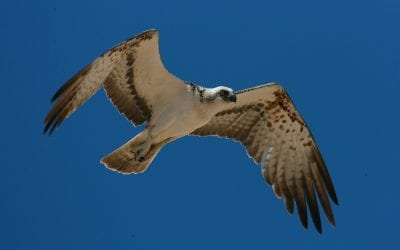Tatort Adria: Vogeljagd auf dem Balkan gefährdet unsere Zugvögel