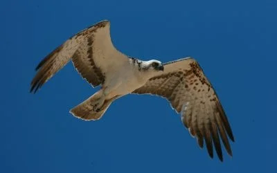 10. - 14.05.2023 großes Reitfest Erdbeerhof Glantz 36 Tatort Adria: Vogeljagd auf dem Balkan gefährdet unsere Zugvögel