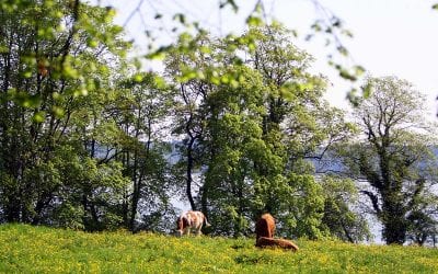 Newsletter 02. Juni 2016